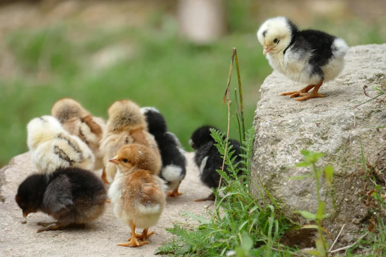 a group of small chickens standing on top of a rock, a picture, shutterstock, close up photo, ground-breaking, children, up close picture