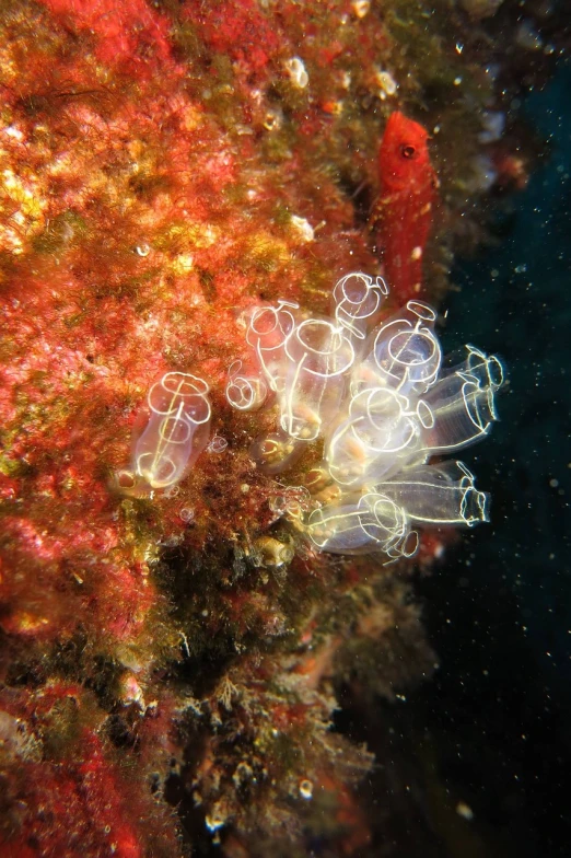 a close up of a sea anemone on a coral reef, flickr, baroque, tiny glowbugs everywhere, ethereal white dripping tar, family portrait, bells