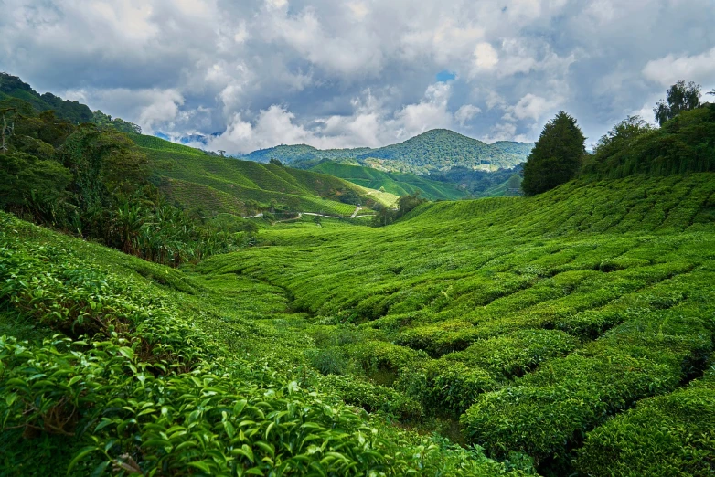 a lush green field with mountains in the background, a picture, shutterstock, sumatraism, tea, lustful vegetation, savannah, smoldering