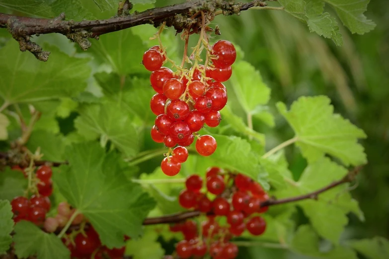 a bunch of red berries hanging from a tree, by Harry Haenigsen, pixabay, renaissance, wearing a crown of vines, summer rain, ruffles, rocket