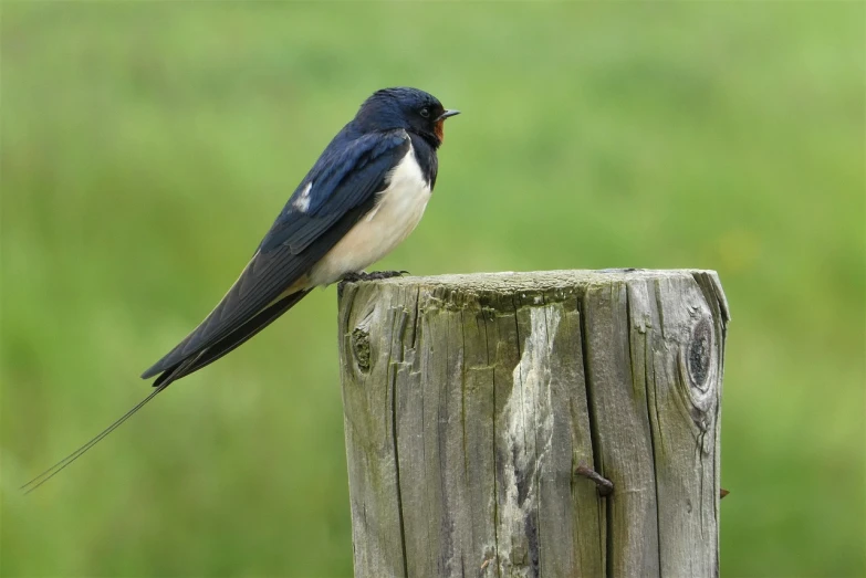 a small bird sitting on top of a wooden post, a picture, by Paul Bird, in the countryside, rounded beak, fierce - looking, composer