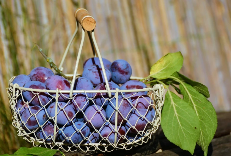 a basket filled with plums sitting on top of a wooden table, a picture, by Dietmar Damerau, pixabay, figuration libre, blue and purple scheme, sukkot, stock photo, 🦩🪐🐞👩🏻🦳