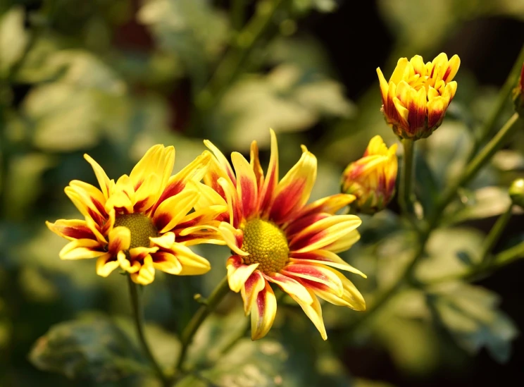 a close up of some yellow and red flowers, a picture, by Jan Rustem, flower garden summer morning, shot with premium dslr camera, chrysanthemum, siblings