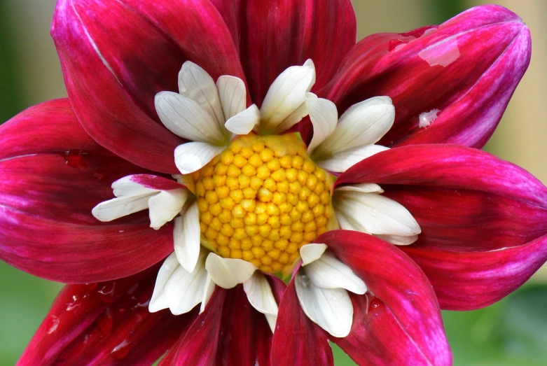 a red and white flower with a yellow center, by Jim Nelson, flickr, detail, pollen, centred, immense detail