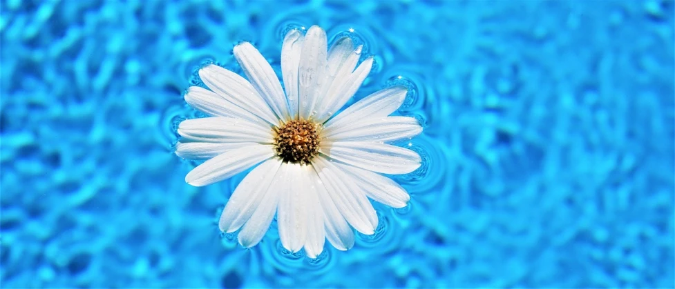 a white flower floating on top of a blue pool, a picture, pixabay, flowery wallpaper, detailed white liquid, ari aster, is a stunning