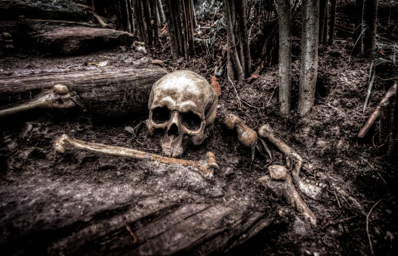 a skull sitting in the middle of a forest, a portrait, by Edward Corbett, shutterstock, bones lying on the ground, heavy vignette!, rotten wood, scary picture in color