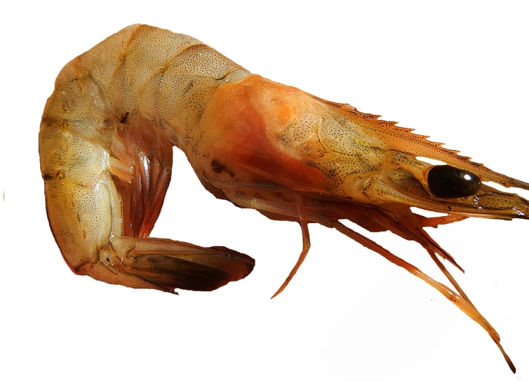 a close up of a shrimp on a white background, an illustration of, by Richard Mortensen, shutterstock, photorealism, 3/4 view from below, photorealistic - h 6 4 0, young female, bad photo