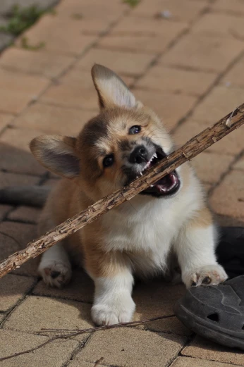 a small brown and white dog chewing on a stick, by Bernardino Mei, flickr, corgi, excited, zulu, puppies