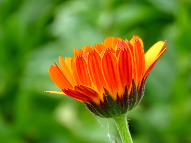 a close up of a flower with a blurry background, by Jan Rustem, marigold background, often described as flame-like, bottom - view, pyromallis rene maritte