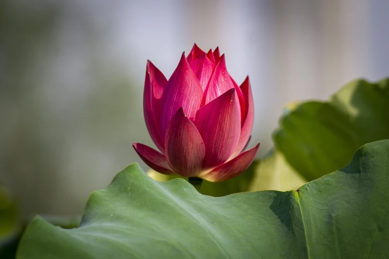 a pink flower sitting on top of a green leaf, renaissance, lotus pose, vibrant red colors, photo taken on a nikon, 7 0 mm photo