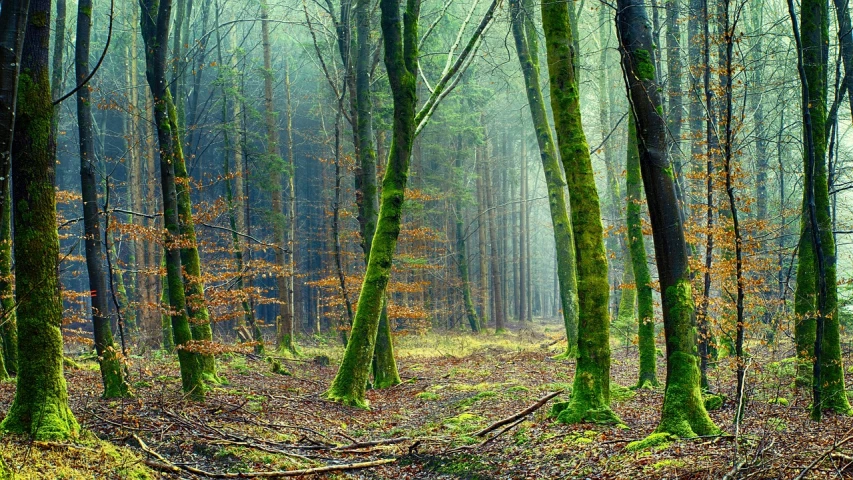 a forest filled with lots of green trees, a picture, by Wolfgang Zelmer, fine art, in a foggy mossy forest, ((trees)), scenic colorful environment, winter vibrancy