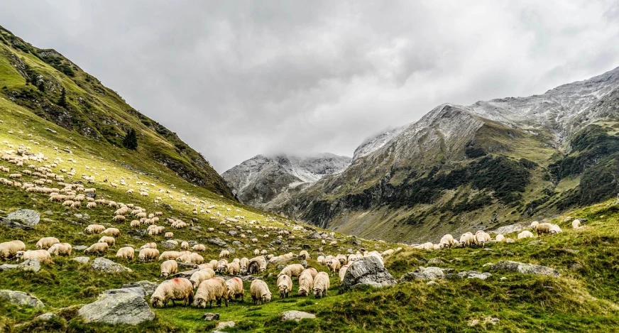 a herd of sheep standing on top of a lush green hillside, by Werner Andermatt, pexels contest winner, bad weather approaching, high mountains, 4 8 0 p, italian masterpiece