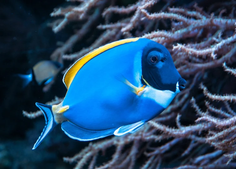 a close up of a blue and yellow fish, hurufiyya, square, tang mo, watch photo