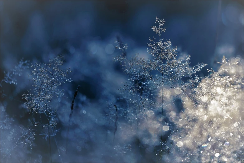 a bunch of snow flakes sitting on top of a snow covered ground, art photography, dark blue mist, naoto fukasawa, moonlight shining on wildflowers, shimmering color