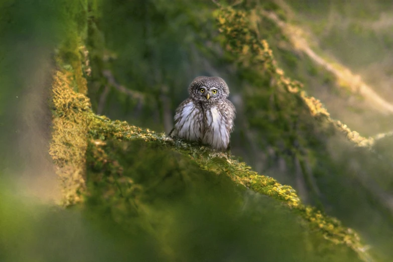 a small owl sitting on top of a moss covered tree, a picture, by Andrew Geddes, looking distracted, highly detaild, dew, phot