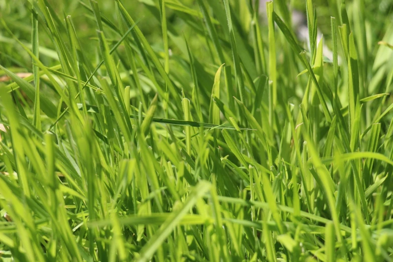 a bird sitting on top of a lush green field, by Richard Carline, micro detail 4k, stylized grass texture, 2 0 0 mm focus, ground angle uhd 8 k