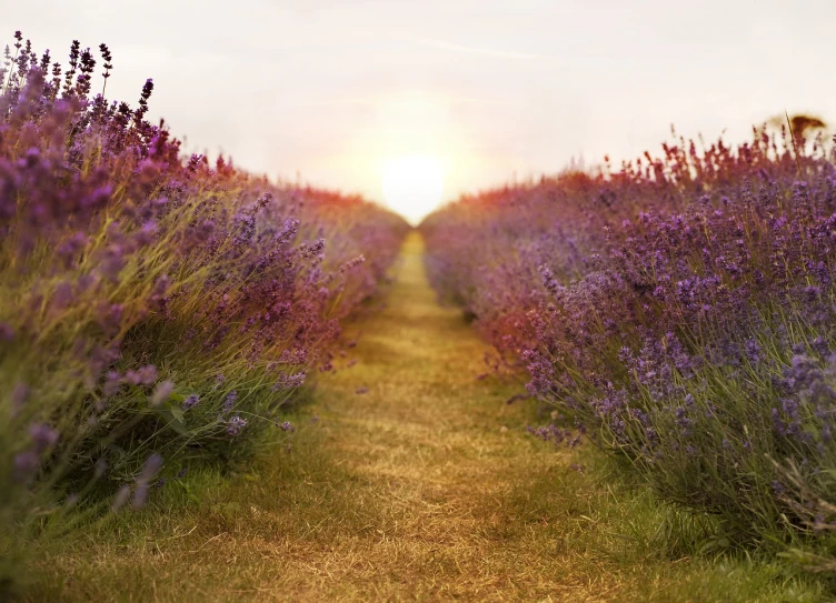 a field filled with lots of purple flowers, shutterstock, fine art, blossoming path to heaven, setting sun, sage, 3d with depth of field