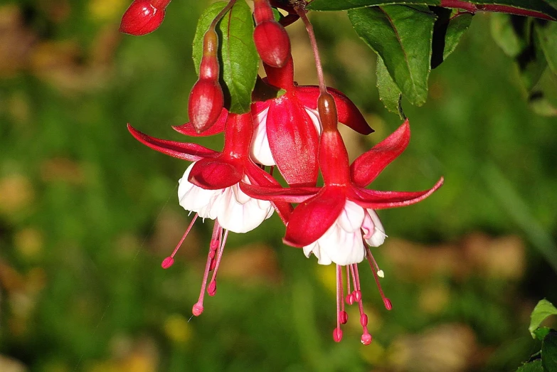 a bunch of red and white flowers hanging from a tree, a photo, inspired by Edwin Dickinson, flickr, fuchsia, tamborine, from wikipedia, medium close up