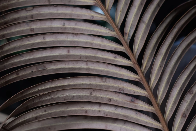 a close up of a leaf of a plant, a macro photograph, by Robert Brackman, hurufiyya, dried palmtrees, taken with canon 8 0 d, in a tropical forest, flash photo