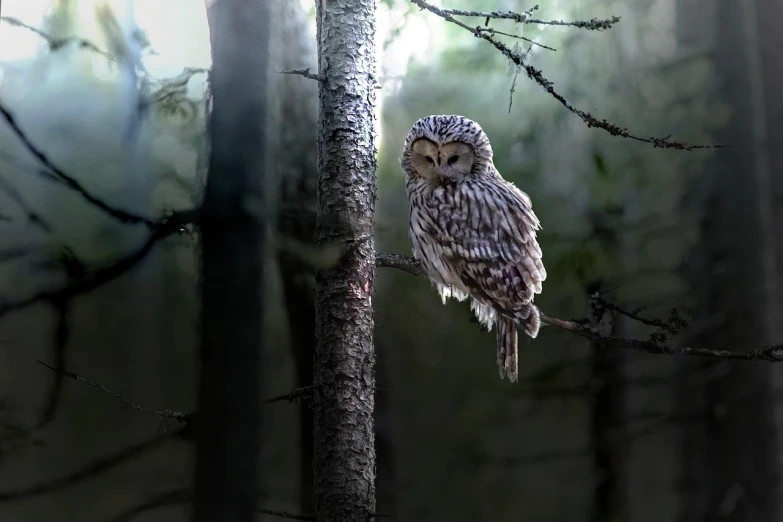an owl perched on a tree branch in a forest, a portrait, by Jesper Knudsen, shutterstock, baroque, cinematic morning light, very realistic. low dark light, alexi zaitsev, stock photo