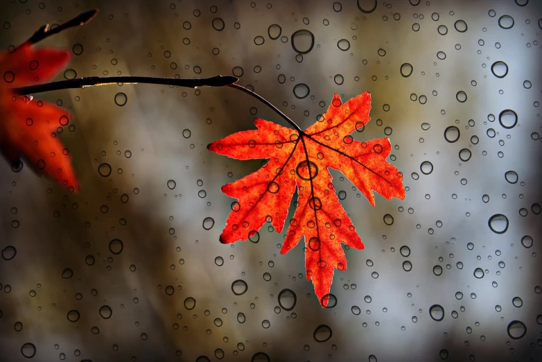 a red leaf sitting on top of a wet window, amazing wallpaper, computer wallpaper, high res photo