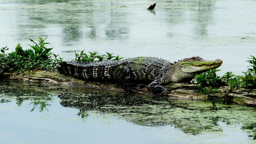 a large alligator sitting on a log in the water, by Tom Carapic, edited, high res photo, resting, mud