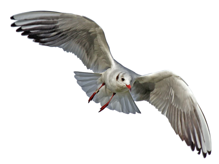 a bird that is flying in the air, an illustration of, by Anna Füssli, shutterstock, photorealism, on black background, seagull, 2 0 1 0 photo, birdeye