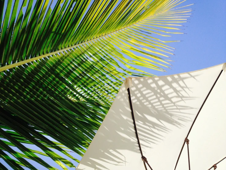 a palm tree casts a shadow on a white umbrella, green and white, awnings, coconuts, leafs