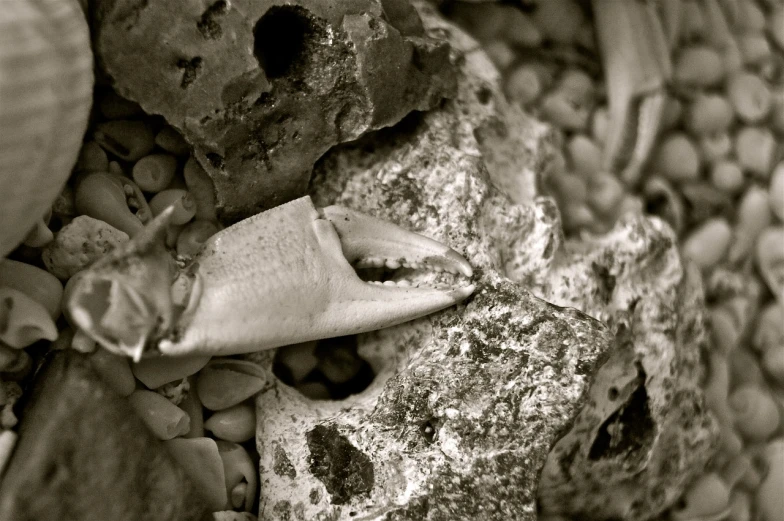 a crab sitting on top of a pile of rocks, a macro photograph, inspired by Edward Weston, surrealism, shark teeth, tri - x, ((still life)), knife - like teeth