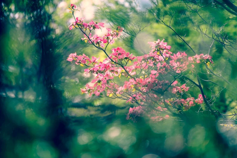 a close up of a tree with pink flowers, a picture, by Etienne Delessert, shutterstock, romanticism, in a tropical forest, bokeh. debadged, lomography effect, blurred and dreamy illustration