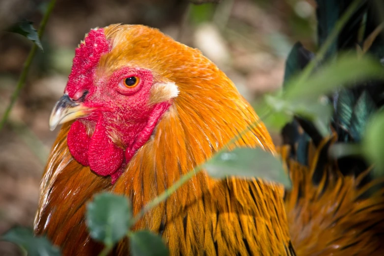 a close up of a rooster with a red comb, a photo, golden eal, outdoor photo, looking directly at the viewer, rare bird in the jungle