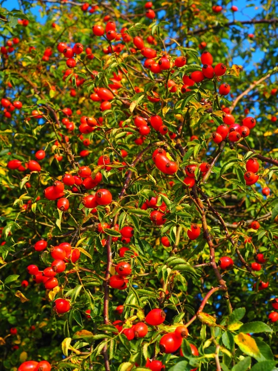 a tree filled with lots of red berries, by Karl Völker, garden with fruits on trees, juicy color, f / 3, high quality product image”