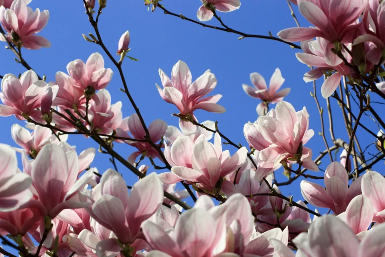 a bunch of pink and white flowers on a tree, by Joris van der Haagen, pixabay, art nouveau, magnolia big leaves and stems, blue sky, albino, sunny atmosphere