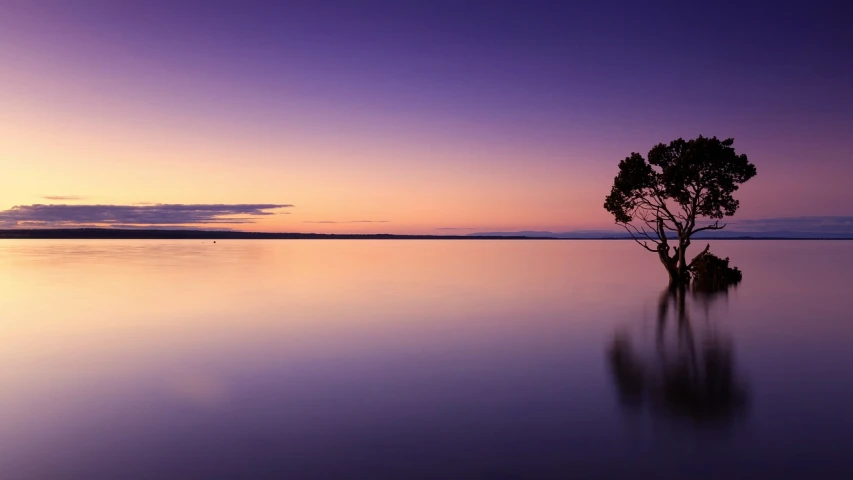 a lone tree sitting in the middle of a lake, a picture, by Peter Churcher, purple sunset, calm ocean landscape, medium wide shot, wide long view