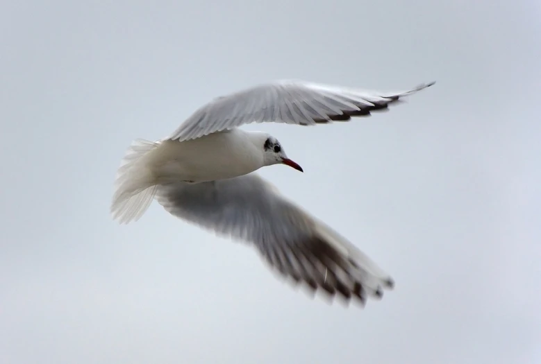 a close up of a bird flying in the sky, a portrait, by Dave Allsop, pixabay, arabesque, with a white muzzle, close up to a skinny, twirling, pale head