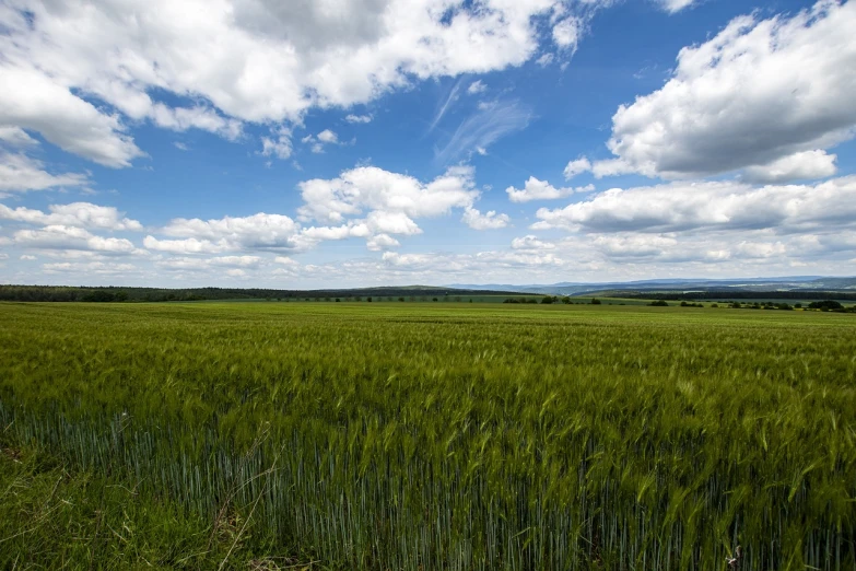 a field of green grass under a blue sky, a picture, by Matthias Stom, figuration libre, vast wheat fields, nature and clouds in background, view from the side, traveling in france