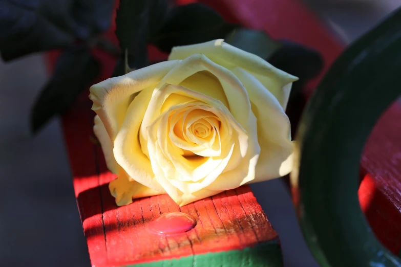 a yellow rose sitting on top of a wooden bench, a picture, romanticism, rich bright sunny colors, white and red roses, white petal, brilliant detail