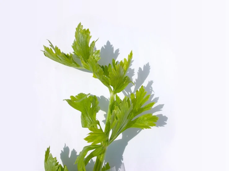 a close up of a leafy plant in a vase, hurufiyya, celery man, volumetric shadow, high res photo, slightly sunny weather