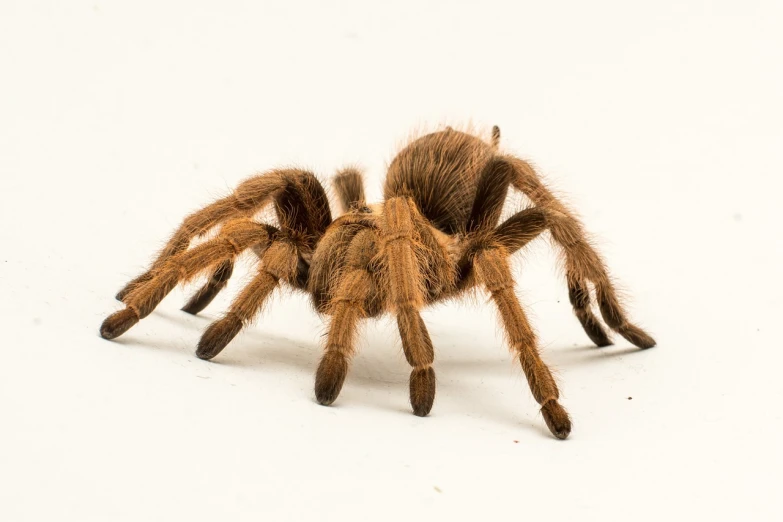 a large brown spider sitting on top of a white surface, a macro photograph, shutterstock, thick fluffy tail, high detail product photo