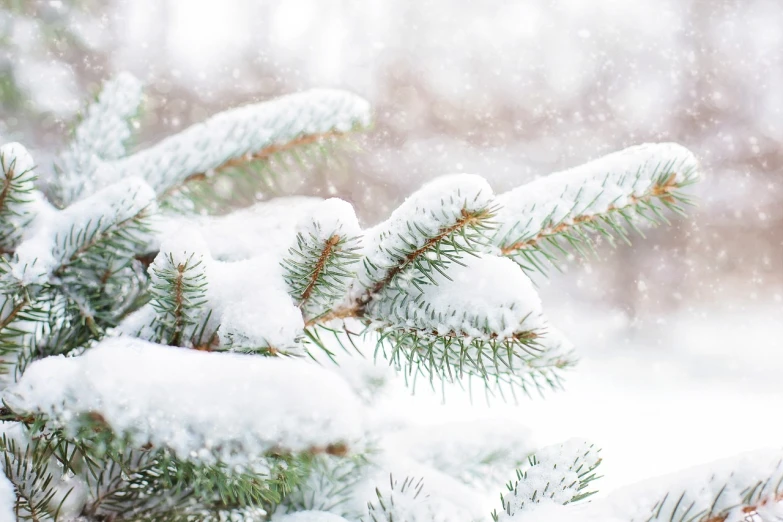 a close up of a pine tree covered in snow, by Maksimilijan Vanka, iphone background, powder, background image, yulia nevskaya