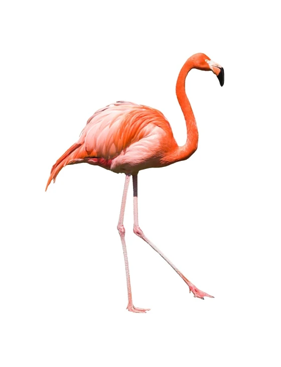 a flamingo standing in front of a white background, an illustration of, by Gavin Hamilton, pixabay, fantastic realism, two legged with clawed feet, walking towards the camera, on stilts, very high angle view