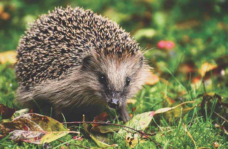 a hedge sitting on top of a lush green field, a digital rendering, by Maksimilijan Vanka, pexels, hedgehog, closeup of an adorable, 🦩🪐🐞👩🏻🦳, silver