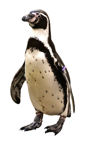 a close up of a penguin on a black background, a digital rendering, full body shot!!, watch photo, speckled, added detail