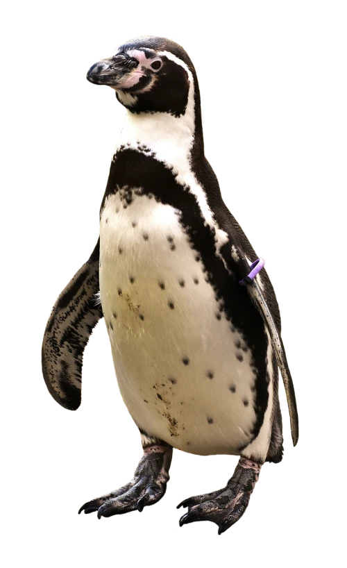 a close up of a penguin on a black background, a digital rendering, full body shot!!, watch photo, speckled, added detail