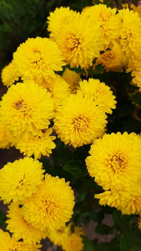 a close up of a bunch of yellow flowers, a picture, by Maksimilijan Vanka, chrysanthemums, lush garden leaves and flowers, golden autumn, vibrant hues