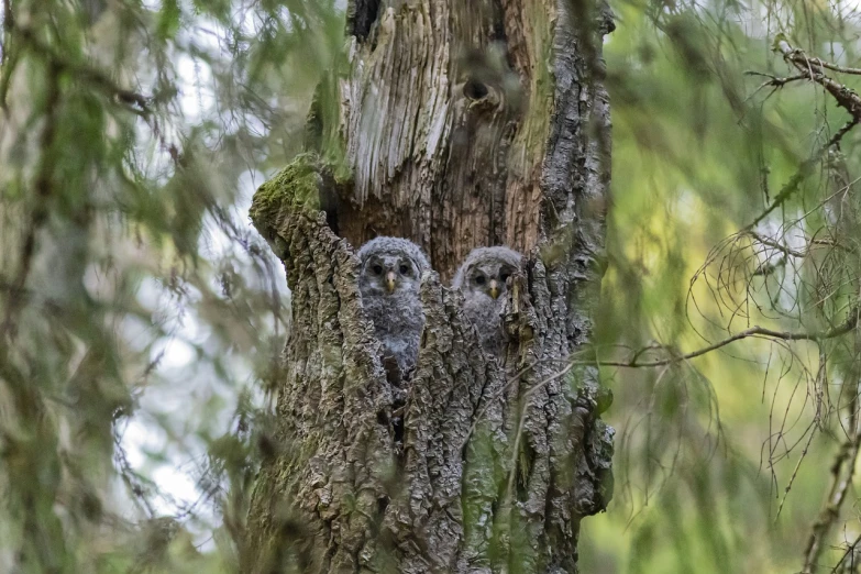 a couple of owls sitting on top of a tree, a portrait, by Dietmar Damerau, shutterstock, looking up at the camera, nothofagus, cub, hiding