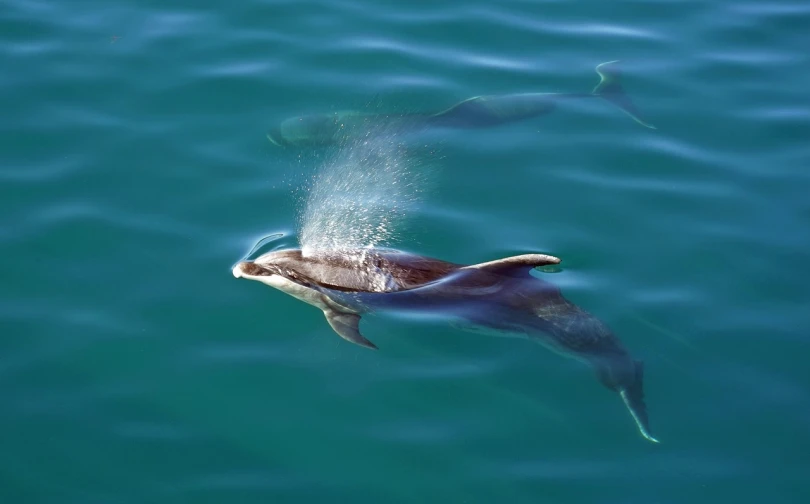 a couple of dolphins swimming next to each other, a picture, hurufiyya, abel tasman, beautiful hd, molten, pod