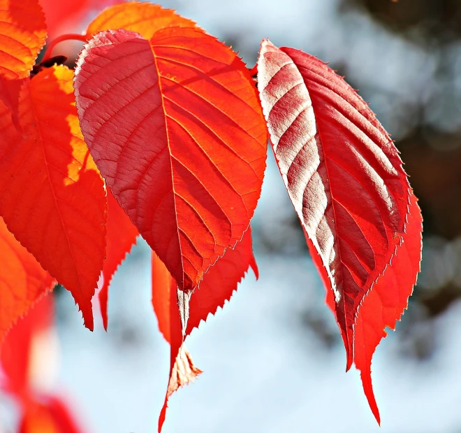 a close up of some red leaves on a tree, by Jan Rustem, trending on pixabay, fine art, vibrant shading, no gradients, 3 are summer and 3 are autumn), microchip leaves