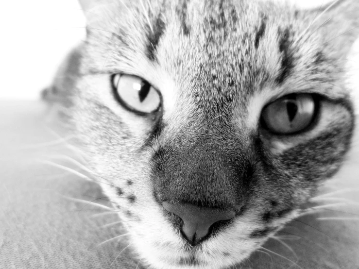 a black and white photo of a cat's face, by Maksimilijan Vanka, 1024x1024, high key, taken with my nikon d 3, in detail