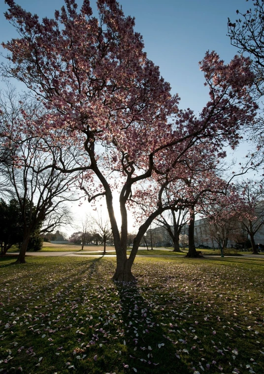 a tree that is standing in the grass, by Neil Blevins, flickr, visual art, cherry blossoms, wide angle 15mm lens, dc, morning light